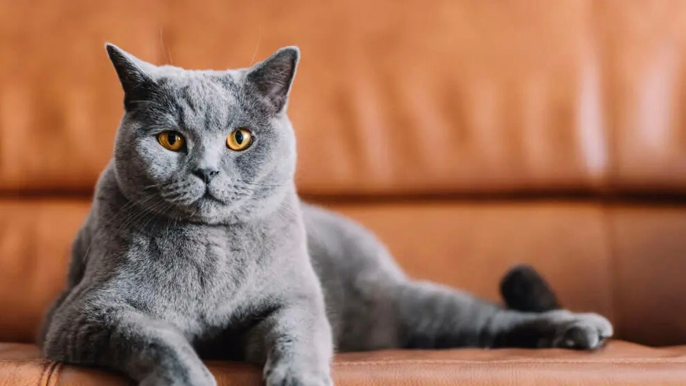 All Cats Are Gray In The Dark